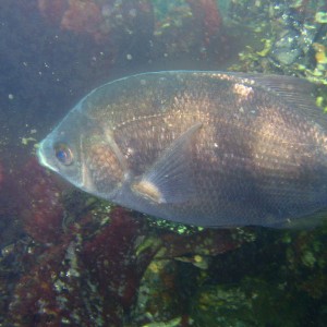 Pile perch (Rhacochilus vacca)