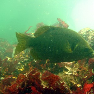 Black perch (Embiotoca jacksoni)