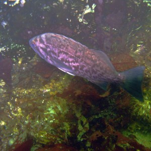 Black or Blue Rockfish