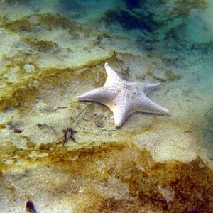 Bat Star