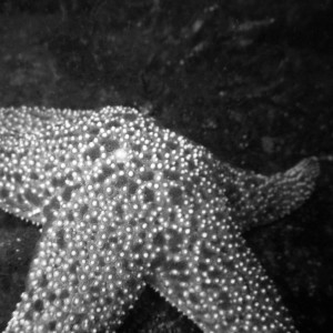 Sea Star - Black & White