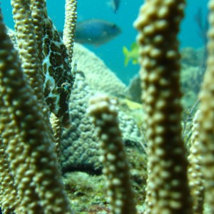 File_fish_hiding_in_Coral