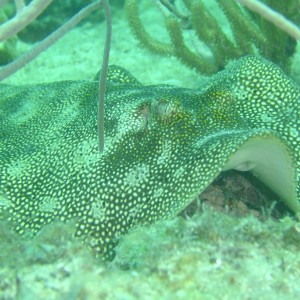 Ray_Closeup