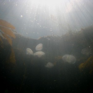 Moon jellies at Otter's Cove