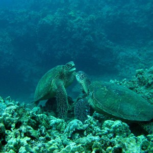 Turtles playing on Maui