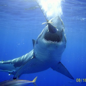 Great White in Cage