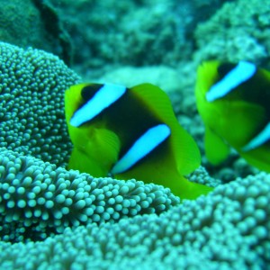 clown fishes in red sea