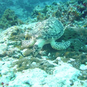 Lunchtime/Cozumel/032907