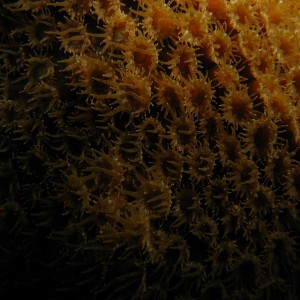 coral polyps open at night