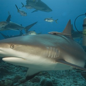 shark25