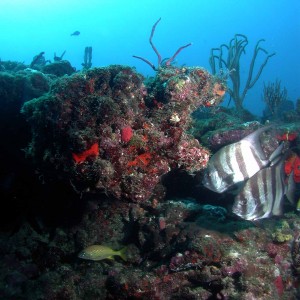 Spadefish on Delray Ledge