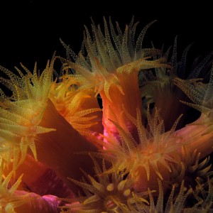 Yellow cup coral on the Capt. Tony