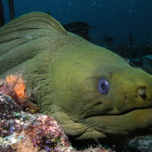 A giant green moray