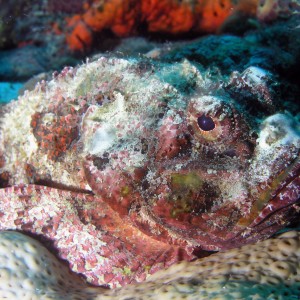 Scorpiionfish