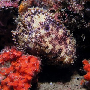 A small slipper lobster on the Capt. Tony