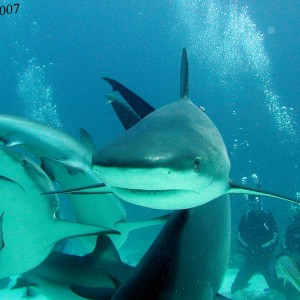 Up close and personal with a Bahama resident!