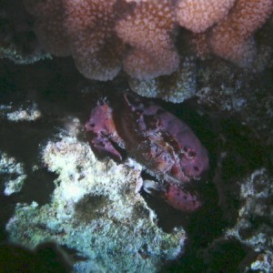 Splendid Pebble Crab at Angler's reef