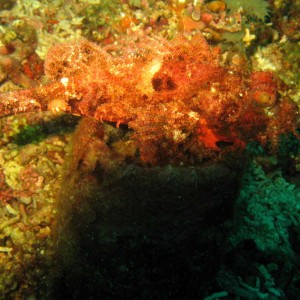 stonefish