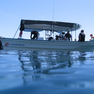 Dolphin Dive Panga - Loreto Baja Sur