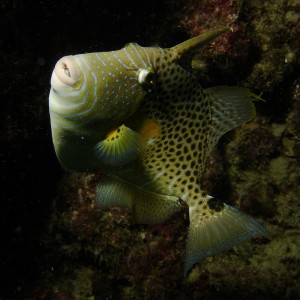 Fons Kleijwegt Cabo Verde 2007