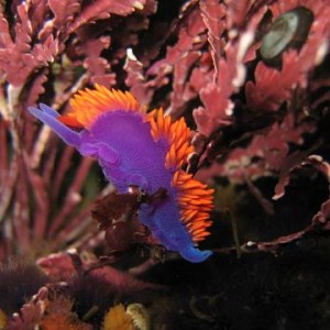 Nudibranch