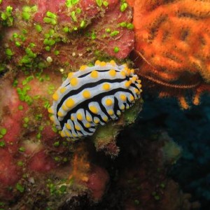 Nudibranch