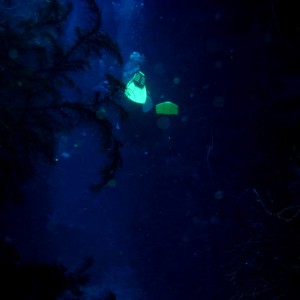 Roatan diving 2007