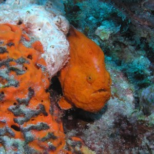 Frog Fish