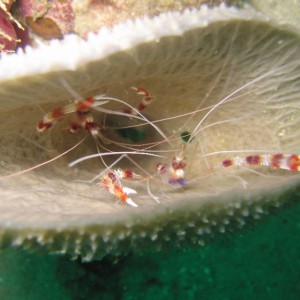 Coral Shrimp