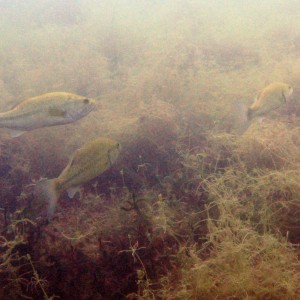 Three_Fishes