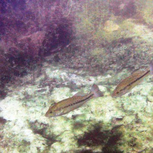 Two_Fishes