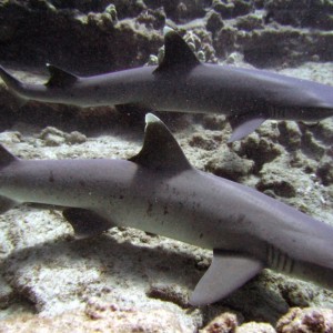 Whitetip Reef Sharks -- Splitting Caves