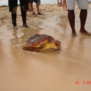 Turtle released last minute from drowning