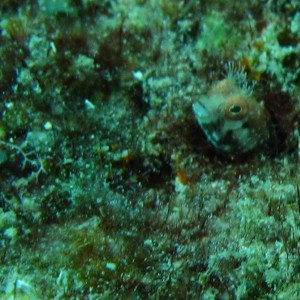 Blenny3