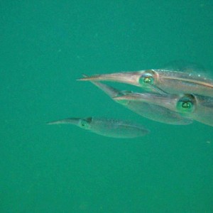 Reef_Squid_1