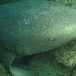 Nurse Shark with remora