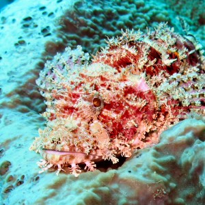 Kamakura - Scorpion fish