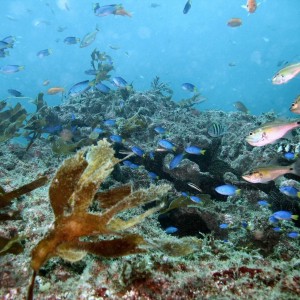 Kamakura - Lots of Fish