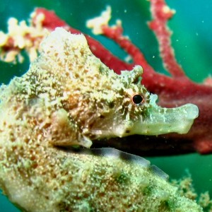 Kamakura - Sea Horse