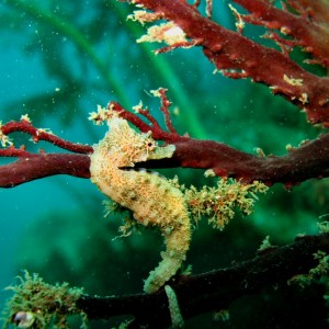 Kamakura - Sea Horse .