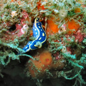 blue Nudi