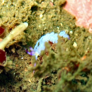 Interesting Nudi