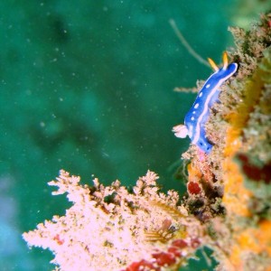 A festive nudi