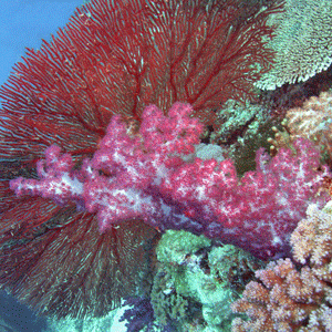 Soft Coral with a Sea Fan