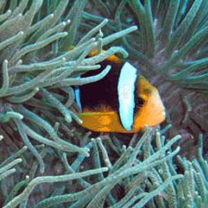 Anenome Fish inside an Anenome