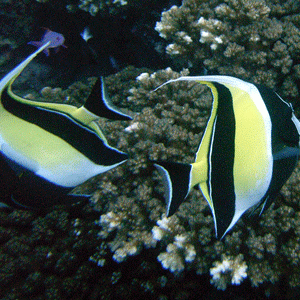 Two Moorish Idols