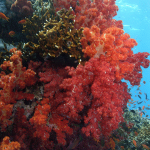 Soft corals on the side of a pinnacle