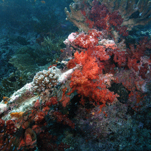 Nice Coral Formation