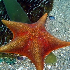 Point Lobos