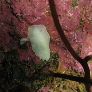 Yellow Margin Dord Nudibranch